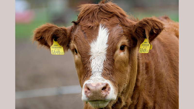 Progetto senza titolo (29)